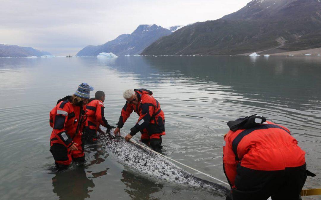 Las ballenas árticas narvales prosperando a pesar de su diversidad genética baja!!!