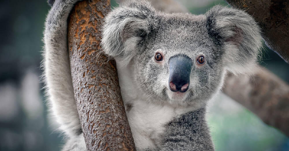 El koala está funcionalmente extinto