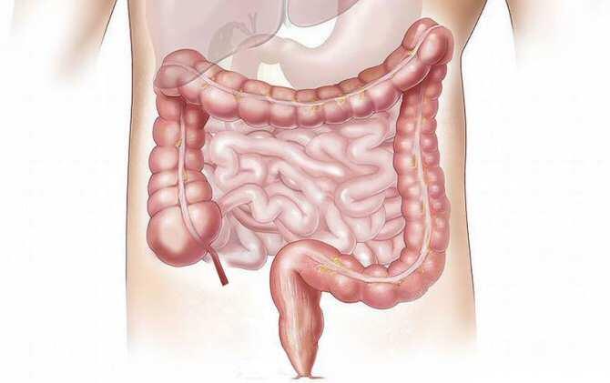 Un proyecto europeo identifica bacterias intestinales para combatir la obesidad y el estrés