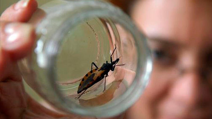 Investigadores argentinos descubren sustancia de árbol que repele a párásito que transmite el chagas