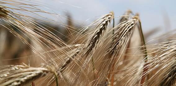 Desarrollan estrategias para evaluar el riesgo de nuevas proteínas alimentarias para producir alergias