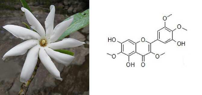 Identifican un potente producto natural que podría ayudar en problemas de pigmentación de la piel