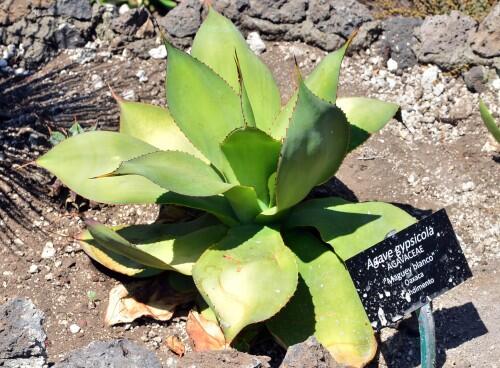 Descubren cuatro nuevas especies de agave en México