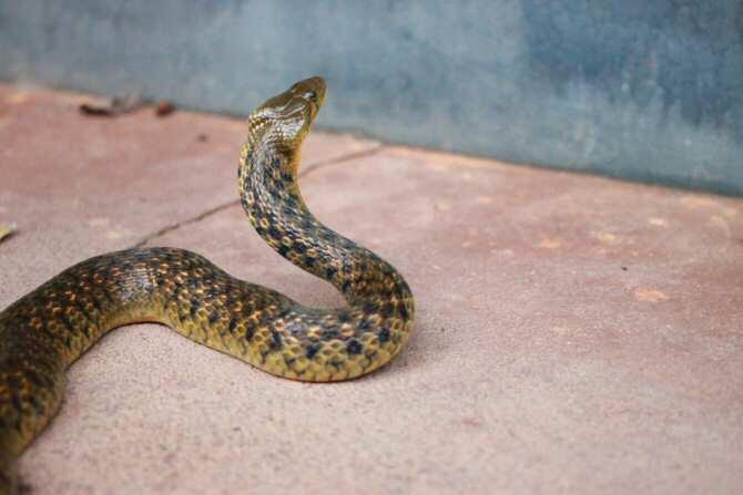 Las mordeduras de serpiente, un problema de salud mundial