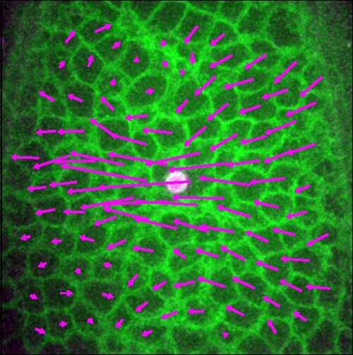 Diseñan un nuevo método para investigar tejidos en organismos vivos