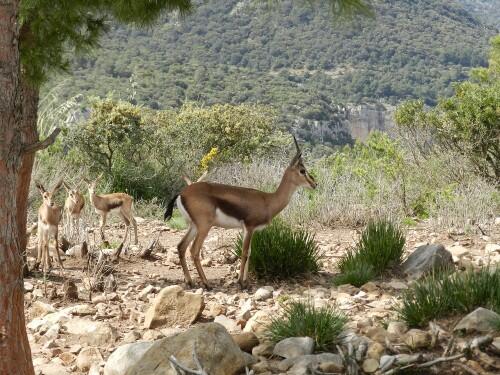 El CSIC consolida su proyecto de reintroducción de gacelas en Túnez