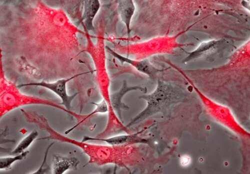 Las células madre cardiacas se refugian en regiones de bajo estrés oxidativo durante el envejecimiento