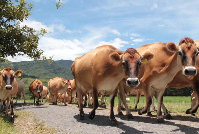 Las vacas también sienten: ¿cómo la crianza influye en la producción de leche?