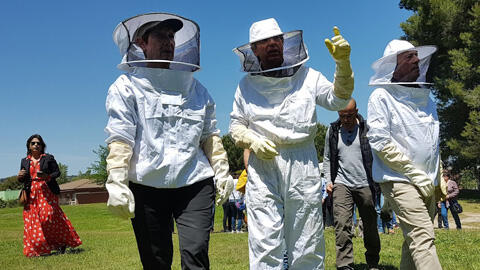 Un colmenar experimental permitirá investigar por qué mueren las abejas