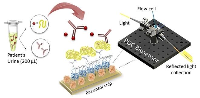 Un biosensor detecta gluten en la dieta de celíacos