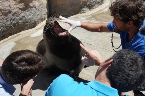 Clínicos del Hospital Veterinario de la UCV y del Oceanogràfic operan con éxito a una leona marina