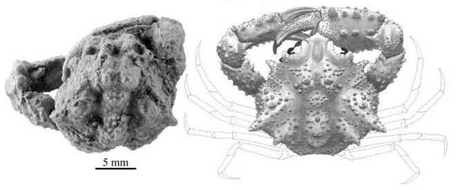 Descubierta una nueva especie de cangrejo fósil