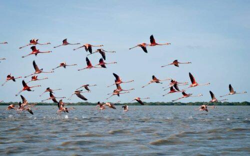 Aves-migratorias.-flamencos-1080x675