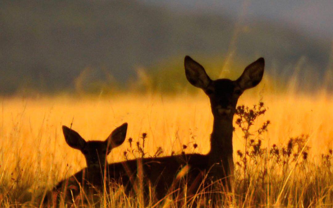 La biodiversidad está en riesgo de extinción!!