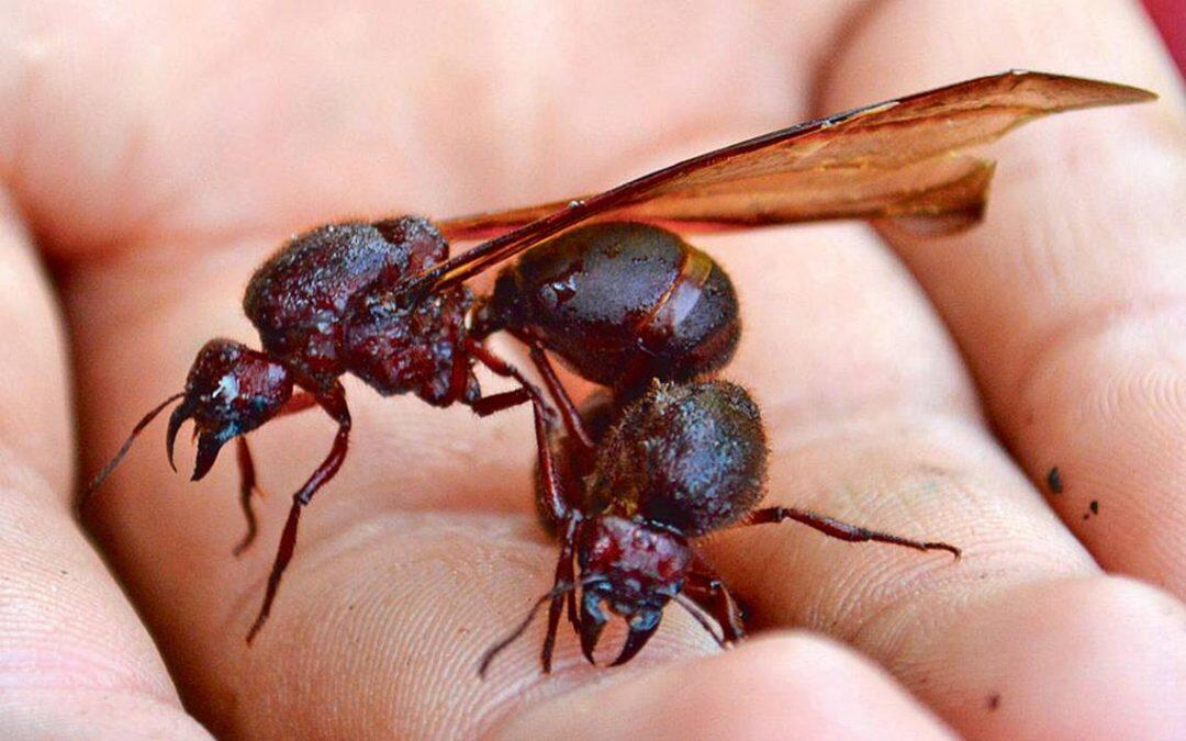 Las hormigas aladas también pueden ser machos, y son las que se aparean con las hembras durante el vuelo. Estas hormigas, son las que tienen menor ciclo de vida, pues después de aparearse, mueren.