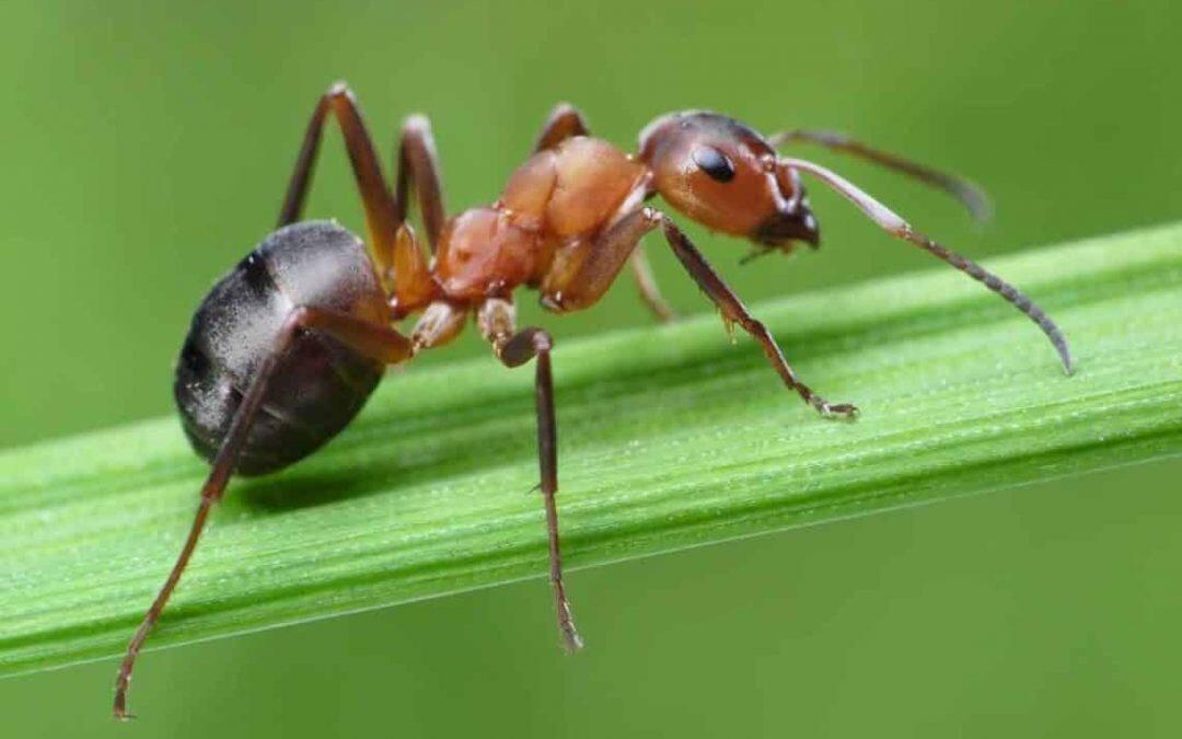 A pesar de su diminuto tamaño, las hormigas son grandes predadoras de todo tipo de animales, y de todo tipo de tamaños… Desde otros insectos similares, hasta peces, mamíferos y plantas.