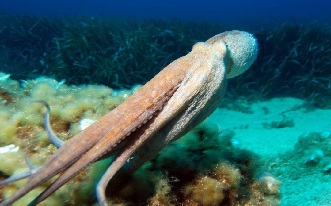 Hay unas 50.000 especies de moluscos, que van desde pequeños caracoles de menos de 1 cm de longitud hasta calamares gigantes, que pueden alcanzar 18 m de longitud