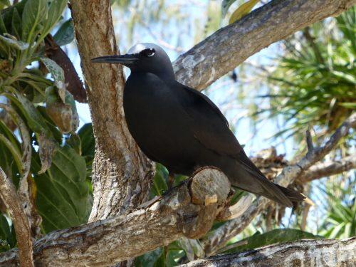 El árbol que que asesina aves, intriga a los científicos.