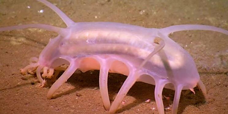 Las antenas del cerdo de mar, en realidad son patas que le ayudan a impulsarse y buscar alimento