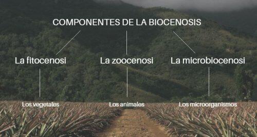 componentes-biocenosis