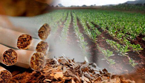 efectos-del-tabaco-en-la-naturaleza