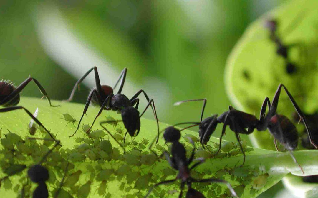 Un gran porcentaje de las hormigas que vemos cotidianamente en nuestros hogares, son hormigas obreras