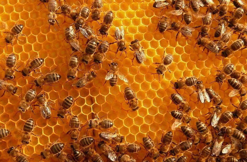 En el Día Mundial de la Abeja, sociales, inteligentes y con muchos beneficios