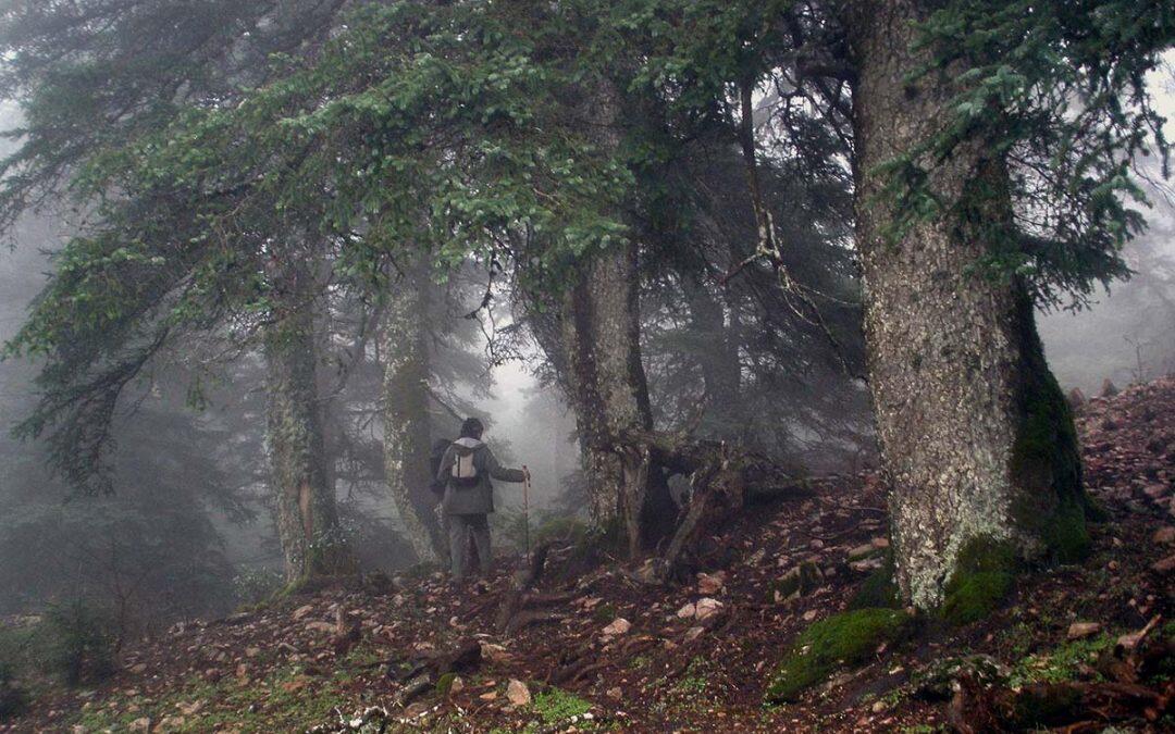 El cambio climático, expandió los pastizales en Sudamérica !!