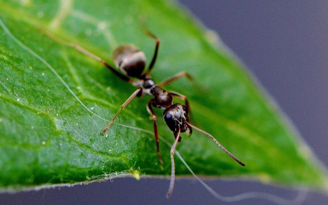 Hay determinadas especies de hormigas, que utilizan a sus hormigas obreras como barrera de entrada a la colonia…