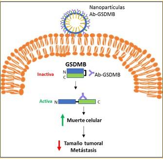 Nanomedicina eficaz contra tumores de mama agresivos