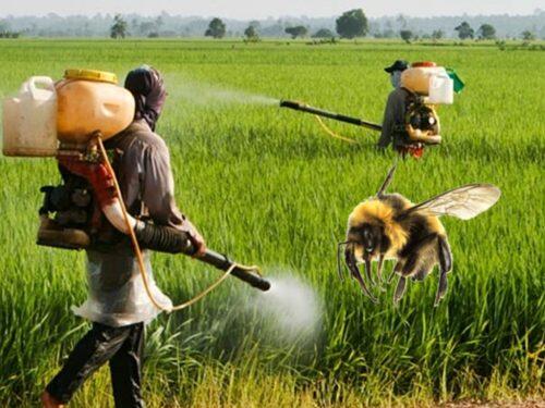 1535548256860Almost-Half-of-Deaths-by-Poison-in-Morocco-Caused-by-Pesticides