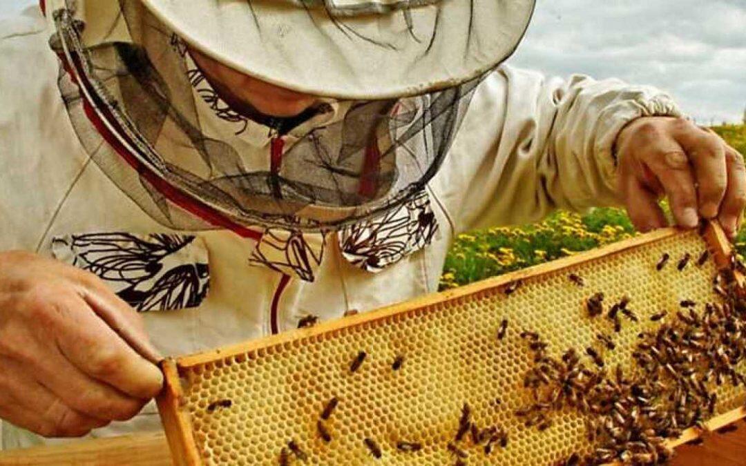 Las colonias de abejas en peligro!!