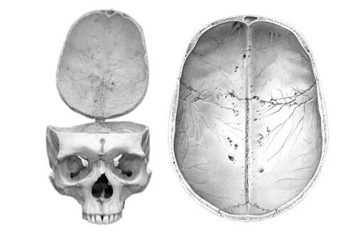 Estudiar el cerebro a partir de las huellas que arterias y venas dejan en el cráneo