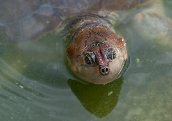 Los proyectos de conservación han protegido a 147.000 tortugas de río gigantes en Sudamérica