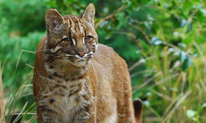 El gato dorado asiático exhibe seis ‘looks’ diferentes al noreste de la India