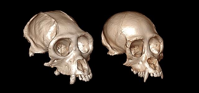 La reconstrucción de cráneos en 3D dilucida la evolución de los monos del Nuevo Mundo