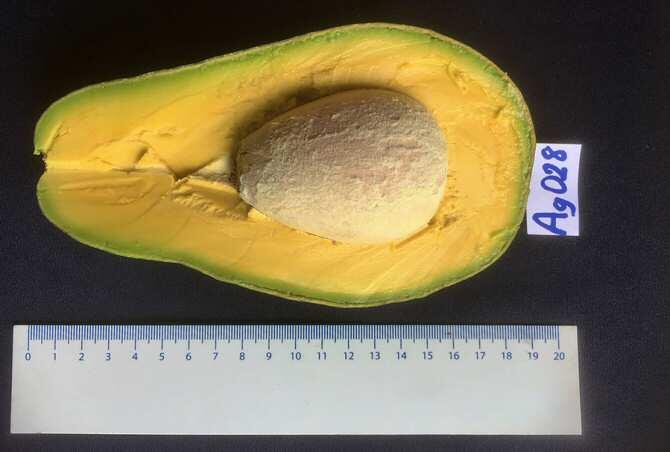 Crean un banco de germoplasma para preservar las mejores variedades de aguacate criollo