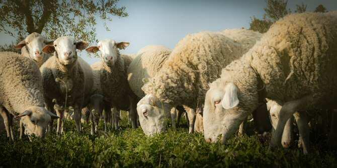 Ovejas y cabras eran las especies ganaderas predominantes en el centro de la península ibérica hace mil años