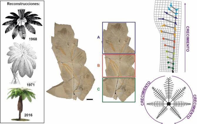 Reconstruyen un helecho de hace 129 millones de años