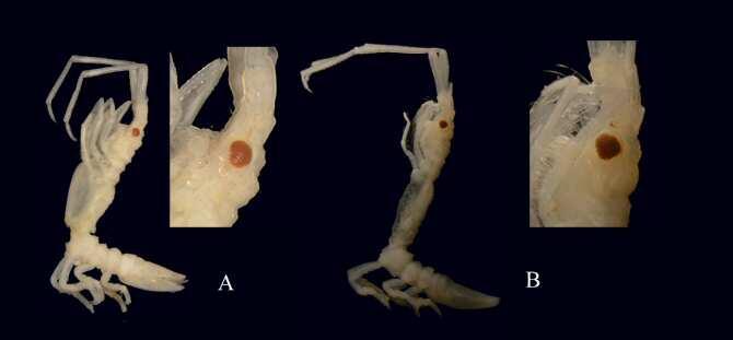 Describen una nueva especie de crustáceo en el Cantábrico