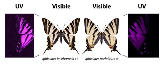 La luz ultravioleta revela una nueva especie de mariposa