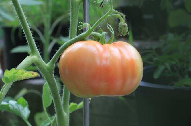 Trabajan para disminuir el uso de pesticidas en cultivos de tomate