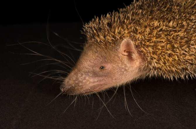 Los desconocidos tenrecs se enfrentan a la deforestación en Madagascar