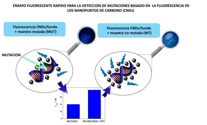 Logran la detección rápida de mutaciones genéticas con nanopuntos de carbono