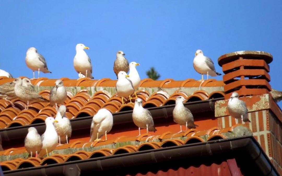 Los pájaros “urbanos”, prefieren las  zonas pudientes!!