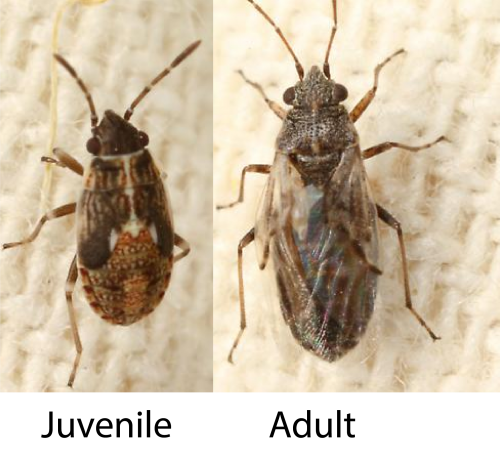 False-Chinch-bug-juvenile-and-adult-01