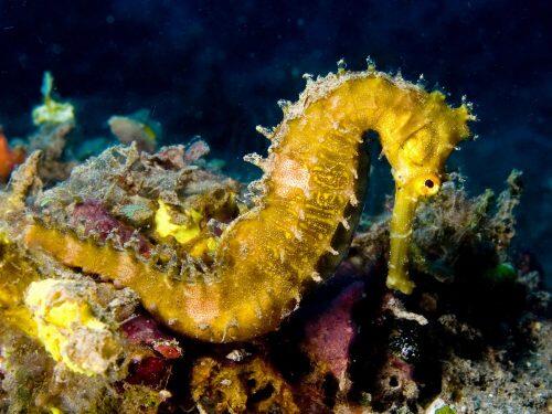 Hippocampus_hystrix_Spiny_seahorse_yellow