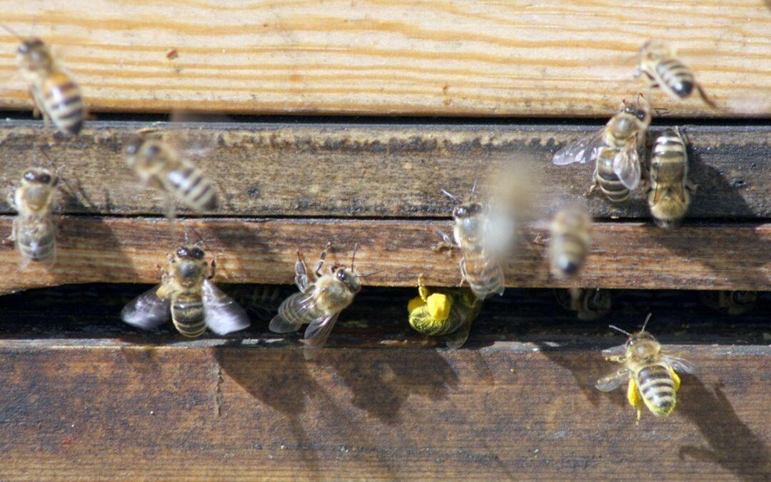 Innovan emprendedoras mexicanas dispositivo que potencia condiciones de las colmenas para preservar vida de abejas