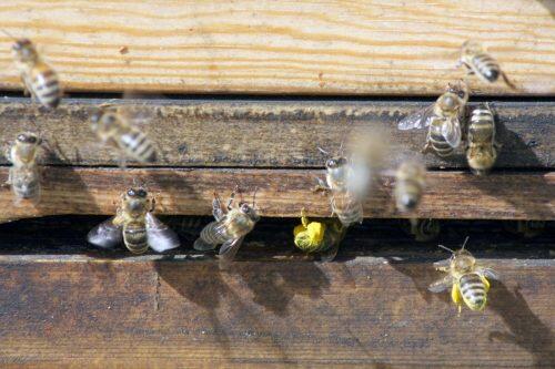 ARCHIVO - Abejas obreras mayores transportan el néctar a la colmena donde se lo pasan a las más jóvenes. Estas se encargan de la transformación de néctar en miel. foto: Philipp Brandstädter/dpa