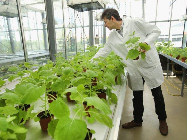 ¿Para que toman mas de 800 ciudades, como laboratorios naturales ?